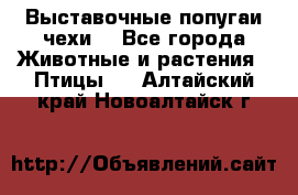 Выставочные попугаи чехи  - Все города Животные и растения » Птицы   . Алтайский край,Новоалтайск г.